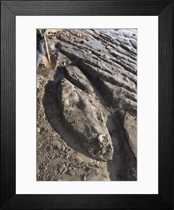 Framed Print : Excavating at Charmouth Framed Print : Excavating at Charmouth