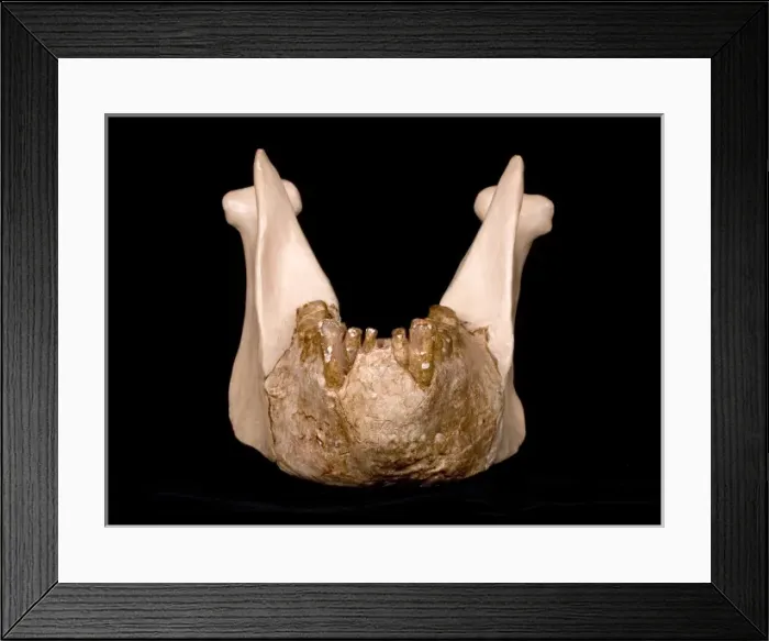 Framed Print : Gigantopithecus model jaw Framed Print : Gigantopithecus model jaw