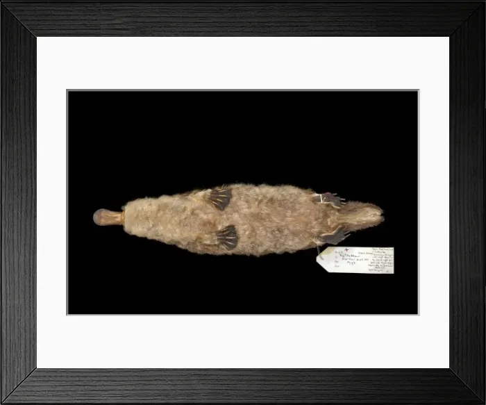 Framed Print : Ornithorhynchus anatinus, duck-billed platypus Framed Print : Ornithorhynchus anatinus, duck-billed platypus