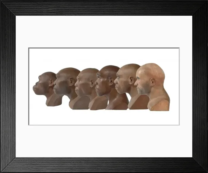Framed Print : Hominid reconstructions in chronological order Framed Print : Hominid reconstructions in chronological order