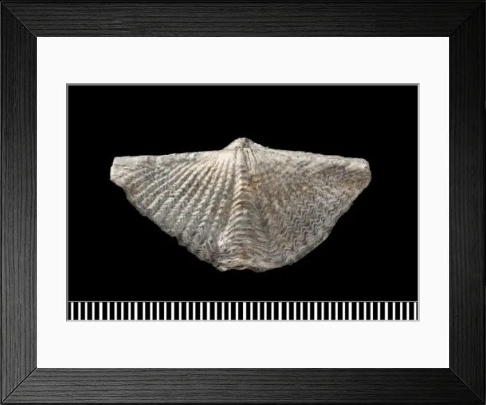 Framed Print : Mucrospirifer, a fossil brachiopod Framed Print : Mucrospirifer, a fossil brachiopod