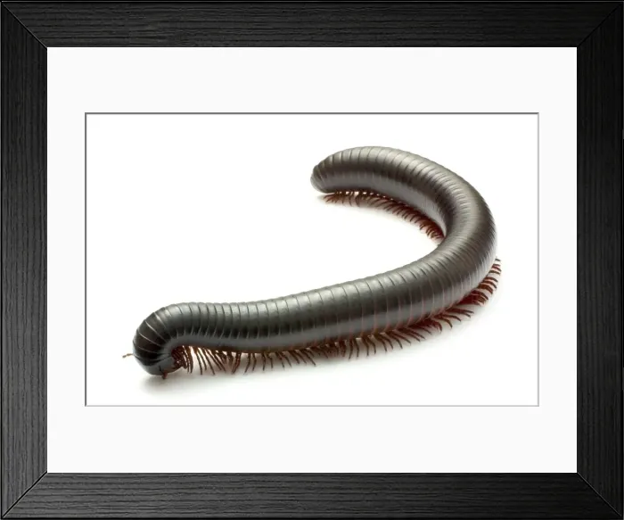 Framed Print : Archispirostreptus gigas, African giant black millipede Framed Print : Archispirostreptus gigas, African giant black millipede