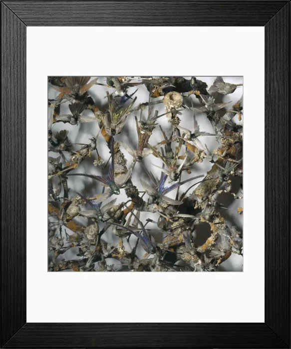 Framed Print : Hummingbirds in a cabinet Framed Print : Hummingbirds in a cabinet