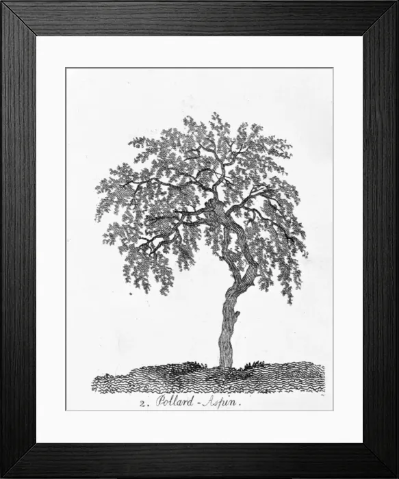 Framed Print : Pollard Aspen Framed Print : Pollard Aspen