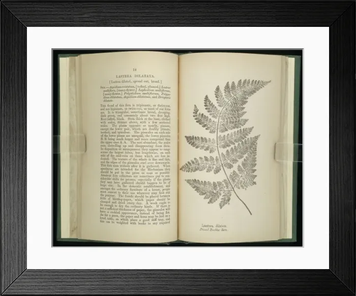 Framed Print : Liastrea dilatata, broad buckler fern Framed Print : Liastrea dilatata, broad buckler fern