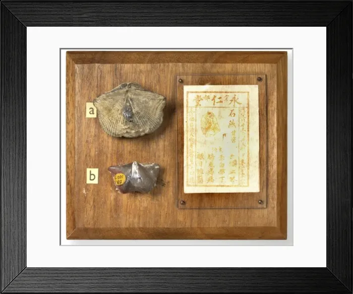 Framed Print : Brachiopods mounted with Chinese medicinal recipe Framed Print : Brachiopods mounted with Chinese medicinal recipe