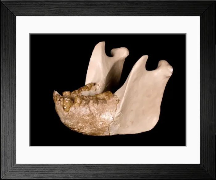 Framed Print : Gigantopithecus model jaw Framed Print : Gigantopithecus model jaw
