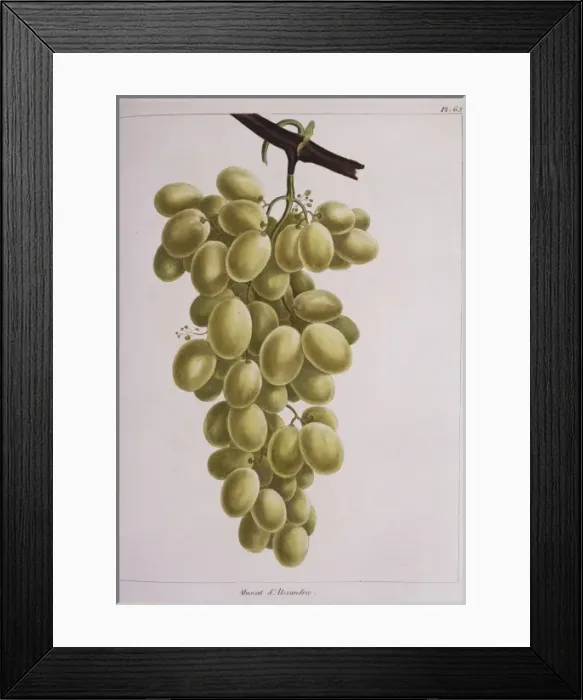 Framed Print : Vitis sp. grapes Framed Print : Vitis sp. grapes