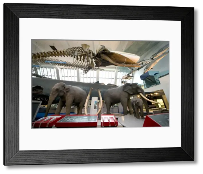 Framed Print : Mammal and Whale Gallery Framed Print : Mammal and Whale Gallery