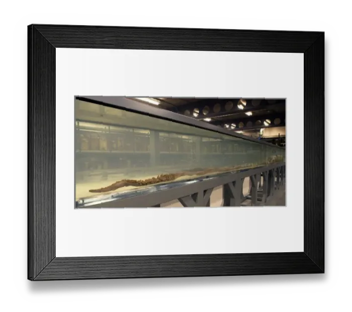 Framed Print : Architeutis dux, giant squid Framed Print : Architeutis dux, giant squid