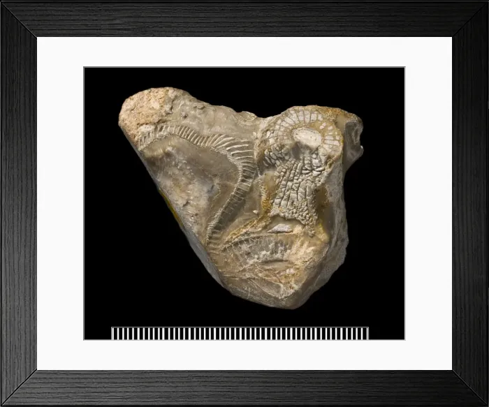 Framed Print : Metaldetes Framed Print : Metaldetes