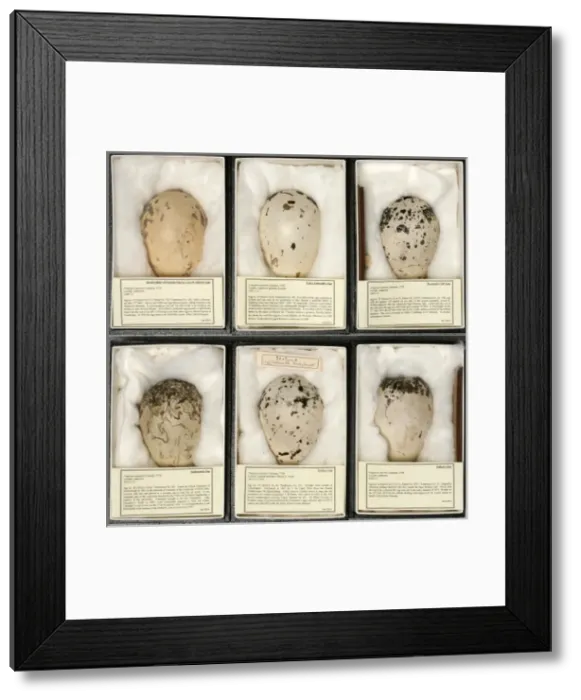 Framed Print : Pinguinus impennis, great auk Framed Print : Pinguinus impennis, great auk