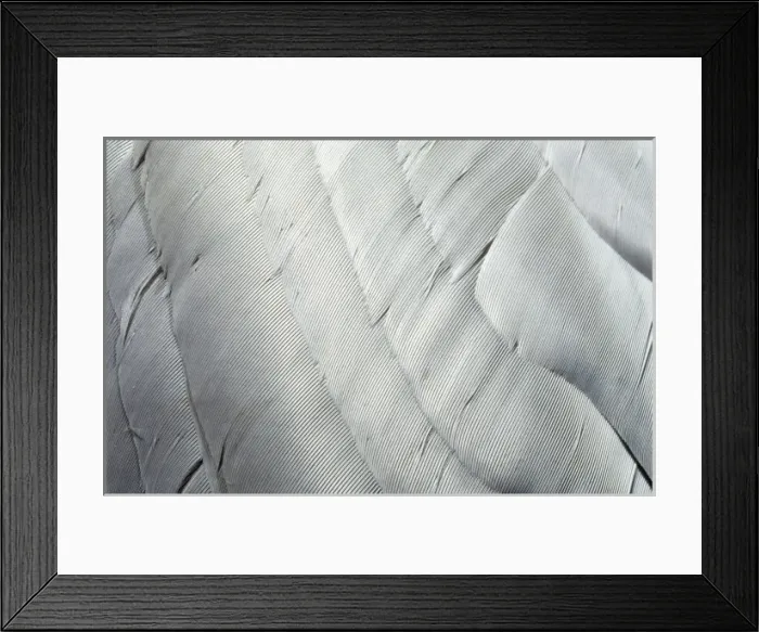 Framed Print : Cathartes aura, turkey-vulture Framed Print : Cathartes aura, turkey-vulture