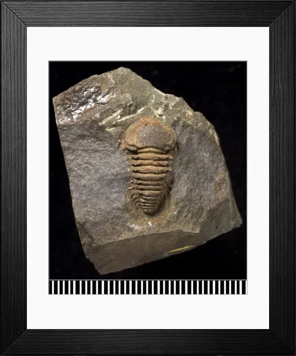 Framed Print : Remopeurides, a fossil trilobite Framed Print : Remopeurides, a fossil trilobite
