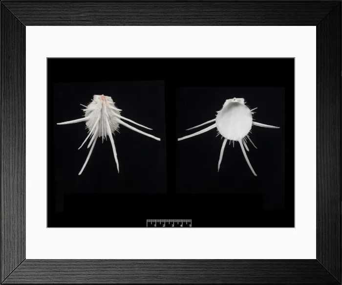 Framed Print : Spondylus imperialis, imperial thorny oyster Framed Print : Spondylus imperialis, imperial thorny oyster