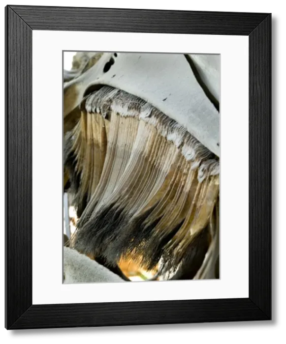 Framed Print : Eschrichtius robustus, gray whale Framed Print : Eschrichtius robustus, gray whale
