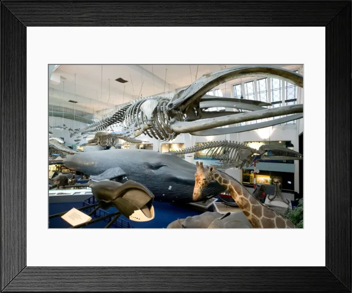 Framed Print : Mammal and Whale Gallery Framed Print : Mammal and Whale Gallery