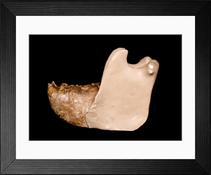 Framed Print : Gigantopithecus model jaw Framed Print : Gigantopithecus model jaw