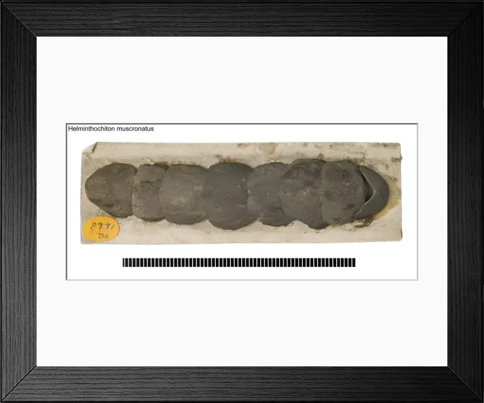 Framed Print : Helminthochiton muscronatus Framed Print : Helminthochiton muscronatus