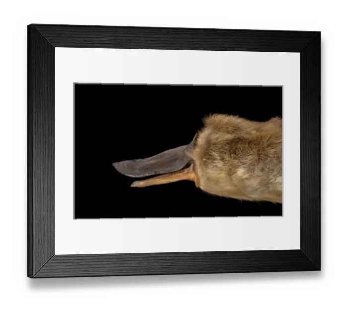Framed Print : Ornithorhynchus anatinus, duck-billed platypus Framed Print : Ornithorhynchus anatinus, duck-billed platypus