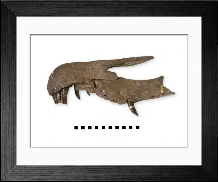 Framed Print : Side view of a Baryonyx snout Framed Print : Side view of a Baryonyx snout