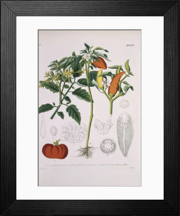 Framed Print : Lycopersicum esculentum, Capsicum annum & Capsicum cordiform Framed Print : Lycopersicum esculentum, Capsicum annum & Capsicum cordiform