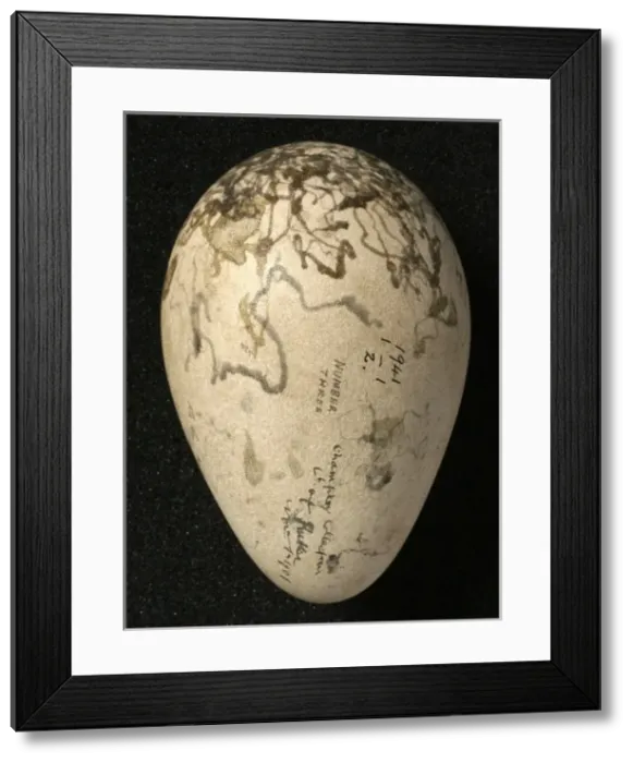 Framed Print : Pinguinus impennis, great auk Framed Print : Pinguinus impennis, great auk