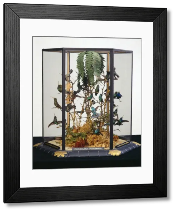 Framed Print : John Goulds hummingbird cases Framed Print : John Goulds hummingbird cases