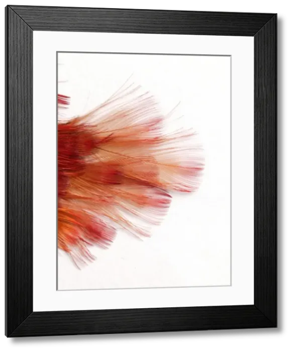 Framed Print : Pyroderus scutatus masoni, red-ruffed fruitcrow Framed Print : Pyroderus scutatus masoni, red-ruffed fruitcrow