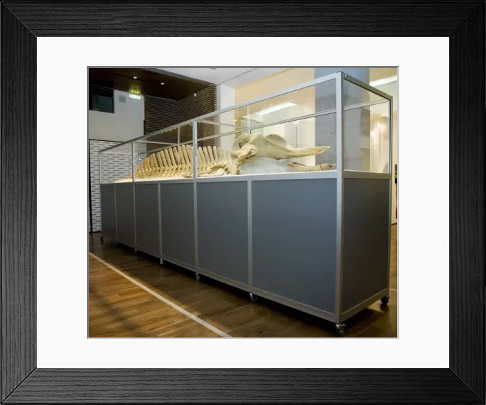 Framed Print : Hyperoodon ampullatus, northern bottlenose whale Framed Print : Hyperoodon ampullatus, northern bottlenose whale