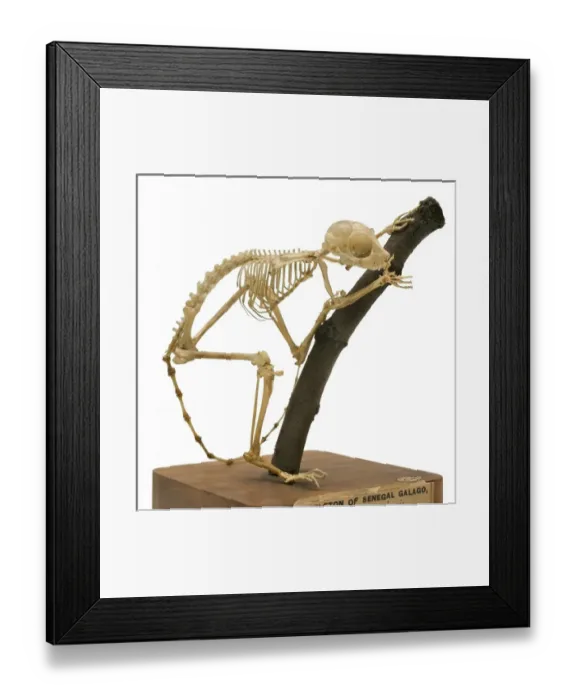 Framed Print : Galago moholi, South African galago Framed Print : Galago moholi, South African galago