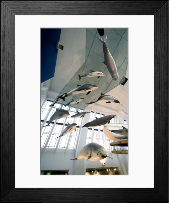 Framed Print : Mammal and Whale Gallery Framed Print : Mammal and Whale Gallery