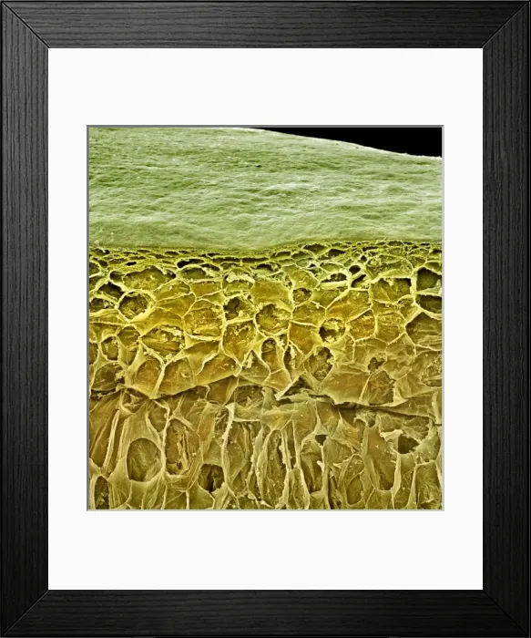 Framed Print : Vitis sp. white grape