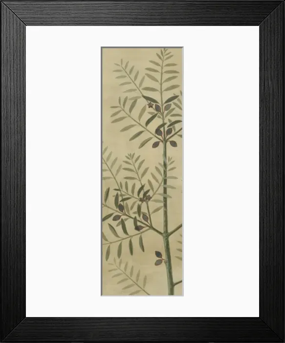 Framed Print : Olea europaea, olive Framed Print : Olea europaea, olive