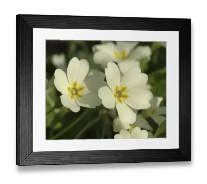 Framed Print : Primula vulgaris, primrose Framed Print : Primula vulgaris, primrose