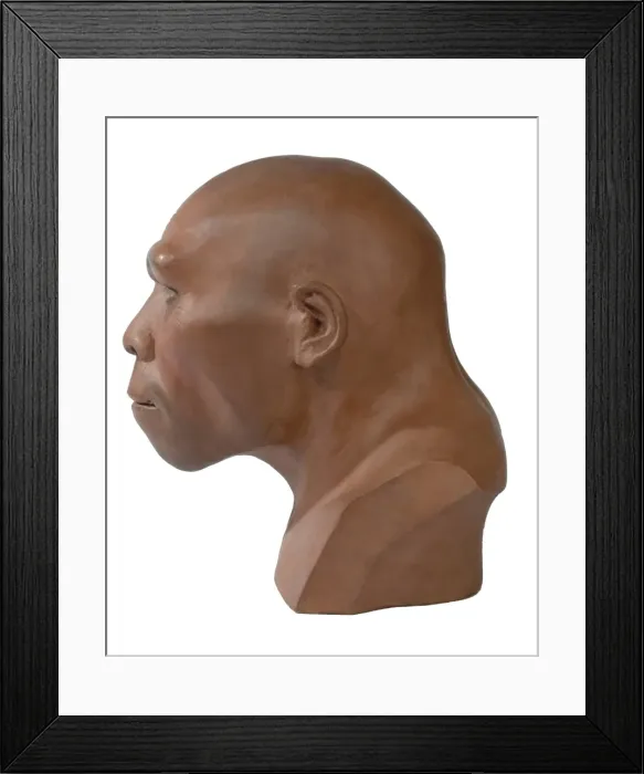 Framed Print : Homo erectus, Peking man Framed Print : Homo erectus, Peking man