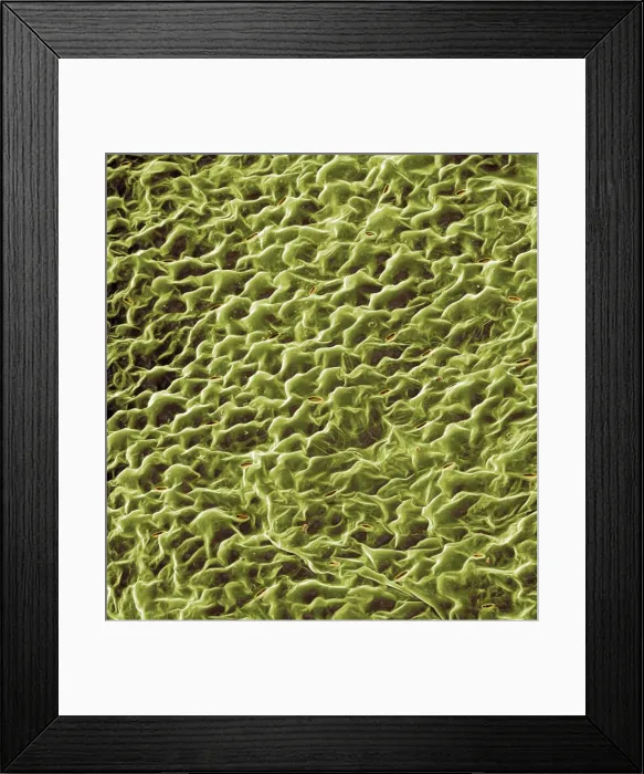 Framed Print : Spinacia oleracea, spinach Framed Print : Spinacia oleracea, spinach