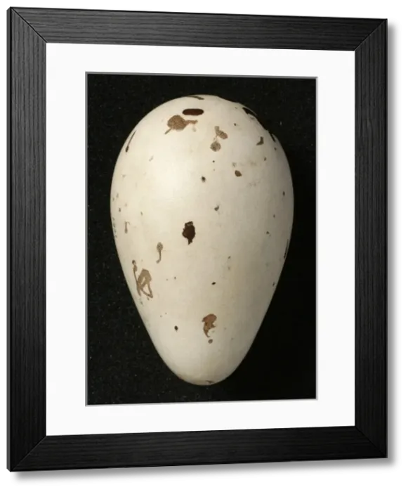 Framed Print : Pinguinus impennis, great auk Framed Print : Pinguinus impennis, great auk