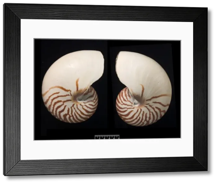 Framed Print : Nautilus pompilius, common nautilus Framed Print : Nautilus pompilius, common nautilus