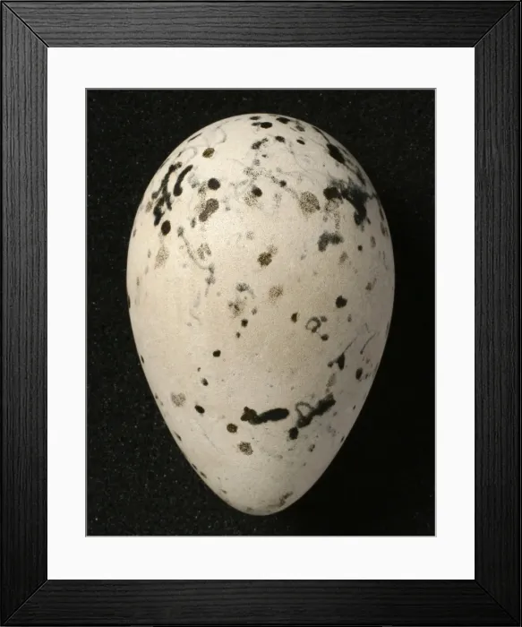 Framed Print : Pinguinus impennis, great auk Framed Print : Pinguinus impennis, great auk
