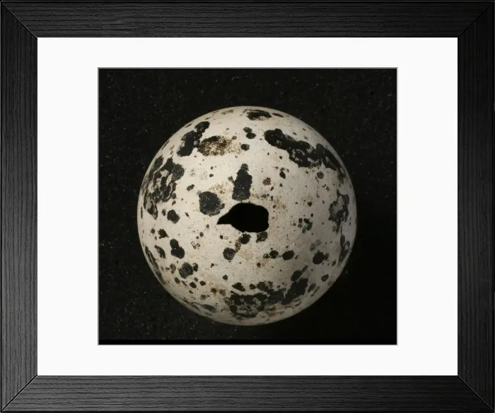 Framed Print : Pinguinus impennis, great auk Framed Print : Pinguinus impennis, great auk