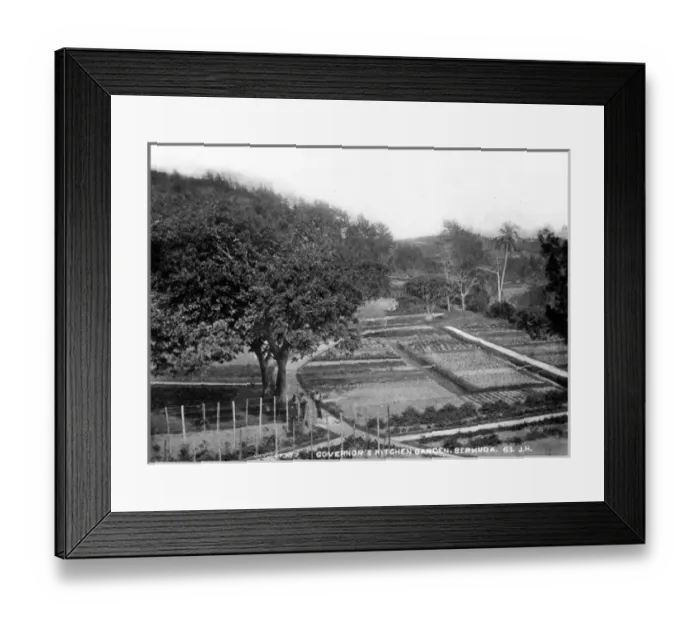 Framed Print : The Governors Kitchen Garden, Bermuda 1873 Framed Print : The Governors Kitchen Garden, Bermuda 1873