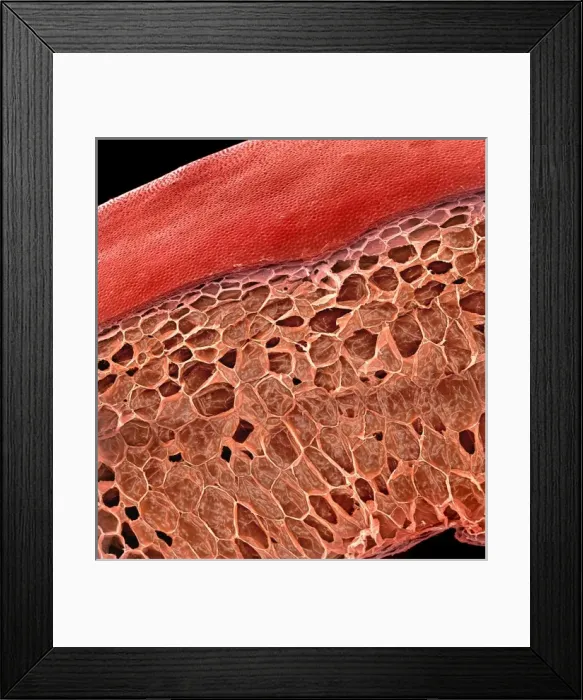 Framed Print : Solanum sp. tomato Framed Print : Solanum sp. tomato