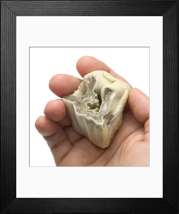 Framed Print : Upper premolar of Stephanorhinus hundsheimensis Framed Print : Upper premolar of Stephanorhinus hundsheimensis