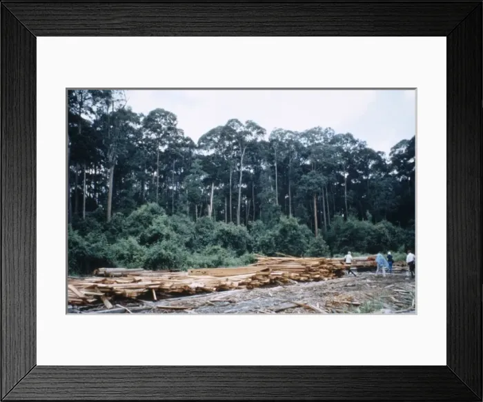 Framed Print : Logging operations in Brunei Framed Print : Logging operations in Brunei