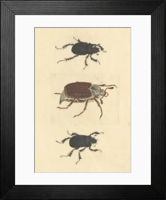 Framed Print : English Insects illustration of Minotaur beetles and Cockcha Framed Print : English Insects illustration of Minotaur beetles and Cockcha
