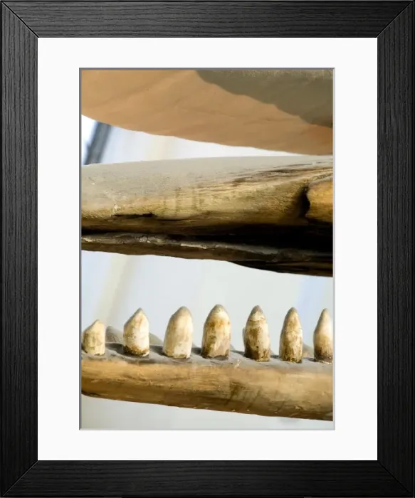Framed Print : Physeter macrocephalus, sperm whale Framed Print : Physeter macrocephalus, sperm whale