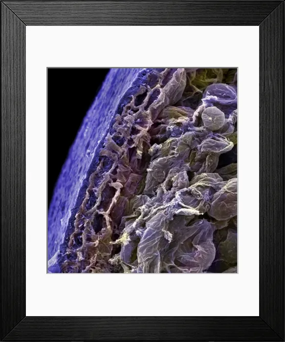 Framed Print : Vaccinium sp. blueberry Framed Print : Vaccinium sp. blueberry