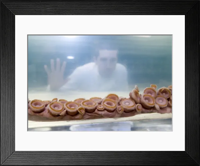 Framed Print : Architeutis dux, giant squid Framed Print : Architeutis dux, giant squid