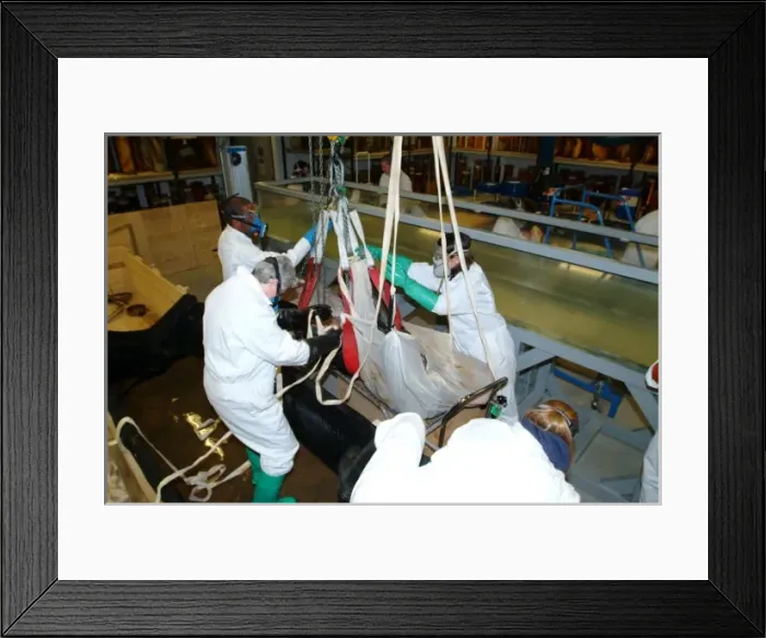 Framed Print : Architeutis dux, giant squid Framed Print : Architeutis dux, giant squid